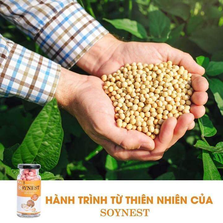 mầm đậu nành trong kẹo mầm đậu nành yến sào soynest